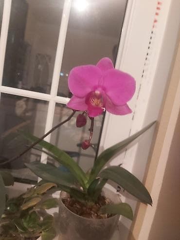 gul hicab instagram: Orxideya! Sağlam orxideya gülü. 23 azn. Ağ rəng. 23 azn. Yaxınlarda — 7