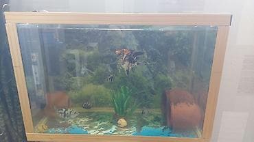 Quşlar: Akvaryum komplekti 5 ədəd saffir 1 ədəd isə mələk balığı təcili — 1
