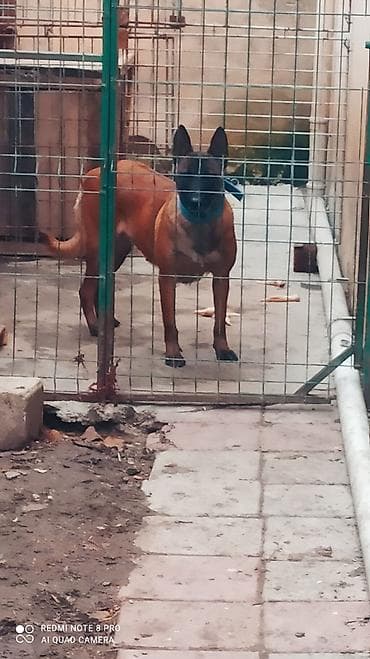 Belçika çoban iti, 2 il, Dişi, Peyvəndli, Ünvandan götürmə lalafo.az -da Belçika çoban iti, 2 il, Dişi, Peyvəndli, Ünvandan götürmə