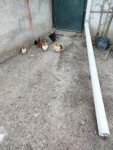 Другие с/х животные: Курица, Для разведения — 2