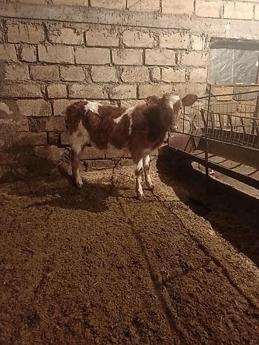 5 Aylıq simental dişi dana