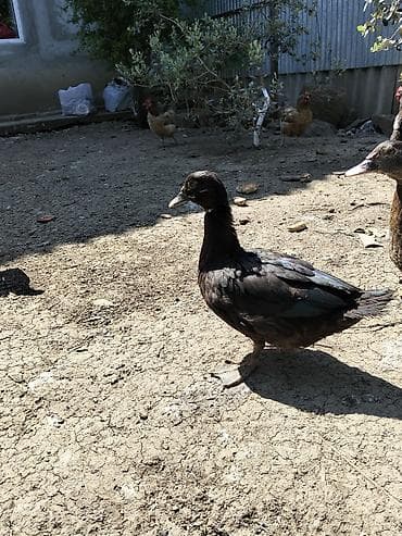 quş hini: 3 ay 15 günlük lal ordek zümrüd satılır tam sağlam təmiz qan heyvandır — 4