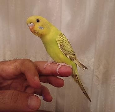 Satlır.Ele oyresib.Erkey korella ilede barter edilir