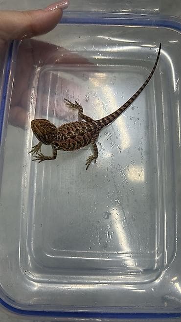 norka heyvan: Növ: Bearded Dragon (Pogona vitticeps) aqama balaları qiymetler — 2