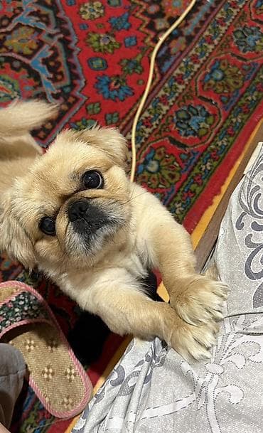 heyvanlar: Pekines, 5 il, Erkek — 1