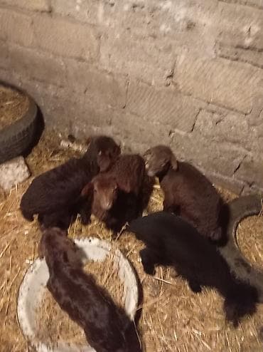 Pişiklər: Qoyun quzuları – yerli damazlıq Məhsul təsviri: - Şəkillərdə qara və — 1