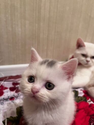 it pişik: Şotland yastı qulaq — 13