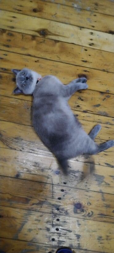 pişik latoku: Britan, Dişi — 7