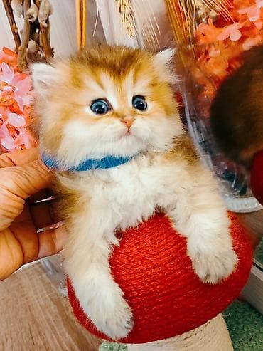 pişik: Britan — 5