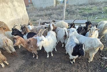 Məhsul:Tek satilmr Təsvir: - Rəng çalarları müxtəlif: ağ, qara