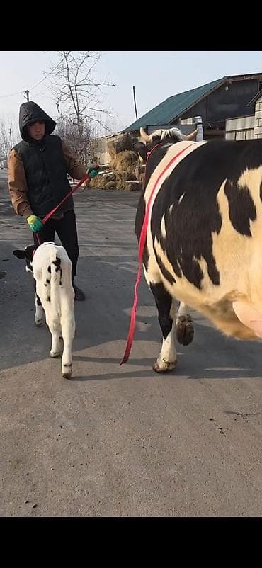 Бараны, овцы: Südlük inək buzovla birlikdə - Cins: Holşteyn tipli, ağ-qara rəngli - — 7