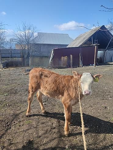 Digər heyvanlar: Erkək balalı.İnək satılır.Beşinci balasıdı. 10 litr süd verir.Balası — 5