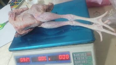 Коровы, быки: Məhsul: Təmizlənmiş çolpalar başsız, içalatı çıxarılmış), ayaqları ilə — 3