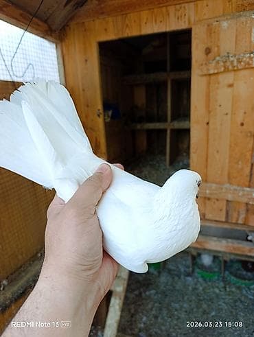 quşlar göyərçin: Tutulma mayadi çox yaxşı heyvandi sadəcə çox quş saxlamıram — 2