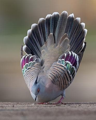 papuqay type 1: Satılır: kekili Avustralya göyərçin (qumrusu) crested pigeon — 9