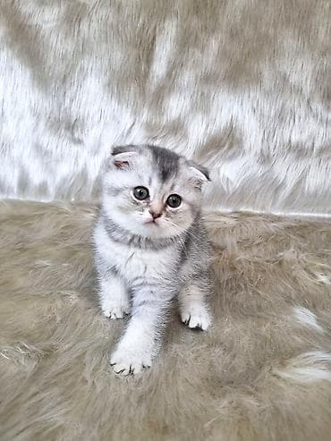 şotlan: Şotland, Erkək, Dişi, Yaxşı əllərə, Ünvandan götürmə, Pulsuz çatdırılma, Ödənişli çatdırılma — 7