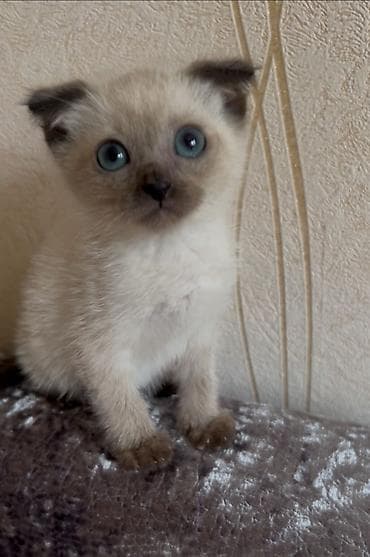 pisiy: Siam, Erkək, Dişi — 3