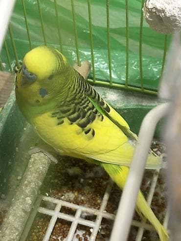 papuqay sesi: Sarı-yaşıl rəngli dalmatin naxışlı 1 ədəd erkək (papuqay) satılır — 1