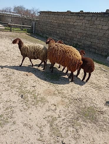 qara ag quyruq: Erkək, Qala, il: 1, Damazlıq, Ünvandan götürmə — 9