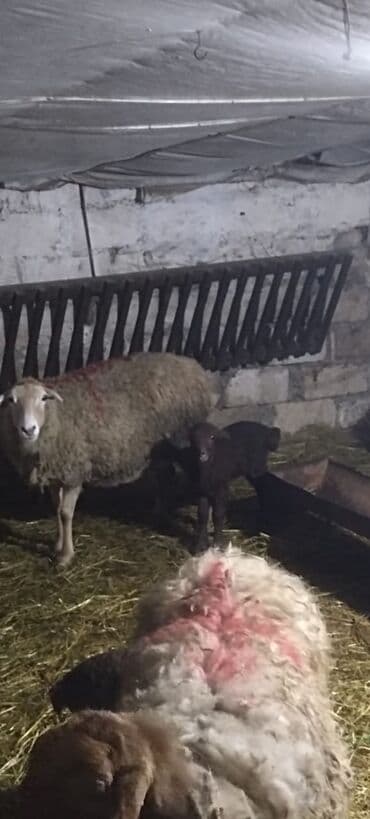 İtlər: Salam Aleykum qərdeşdər, Allah hamının malna bərəkət versin 68 baş — 2