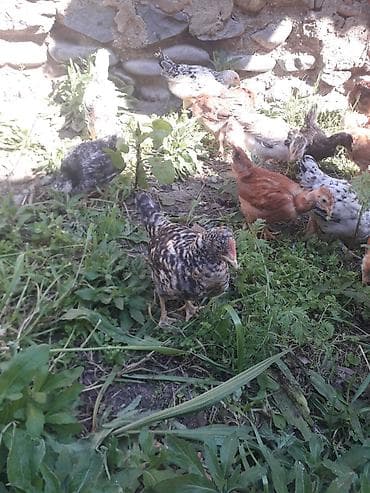 cüce: Satış üçün cücələr - Növ: kənd toyuğu (yerli qarışıq ət‑yumurta — 3