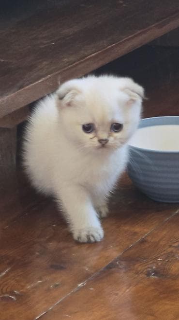 ağ pişiy: 100 ile 500 arasi cins saf qan saqlam pisiklerimiz var sekilde olmayan — 6