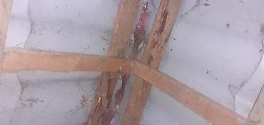 it damları: Taxta it evi - Material: möhkəm taxta karkas, ikiqat taxta divarlar; — 3