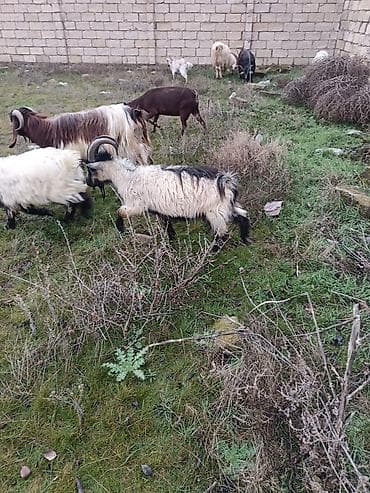 Alpin-boyuk olan 1000 azn balaca 450 azn Satılır: yerli cins keçilər