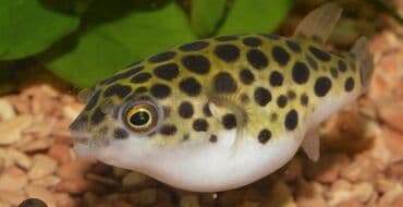 той пудель цена в баку: Salam aleykum tetradon yaşıl kimdə varsa yazsın — 1