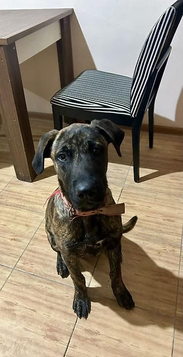 kangal iti haqqinda melumat: Brindle naxışlı, orta-böyük ölçülü it - Rəng: pələng (qəhvəyi-qarışıq — 3