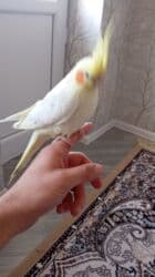 Информатика: Korellalar satılır. 3 dənədi 1 - i əl quşudu. Qəfəs qarışıqda — 9