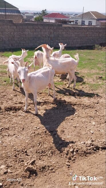 keci satan: Ağ rəngli keçi sürüsü satılır. - Növ: süd və ət istiqamətli yerli/ağ — 3