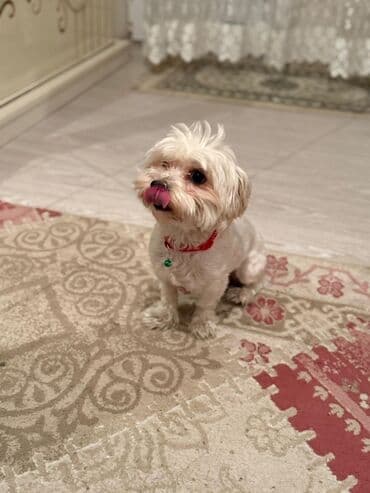 породистые собаки в добрые руки: Malta bolonka, 2 il, Dişi, Sənədli — 1