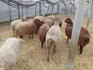 Atlar: Dişi, Qala, il: 1, 50 kq, Damazlıq, Ünvandan götürmə — 3