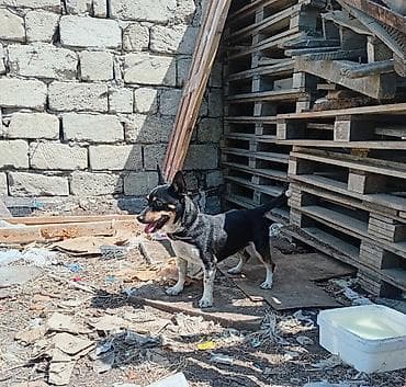 itlerin satisi ucuz: 1 il, Erkək, Ödənişli çatdırılma — 2