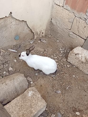 Quşlar: Optovoy Satılır 70 manat 9 dene dovşan — 1