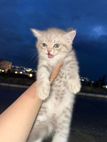 Pişiklər: Şotland — 3