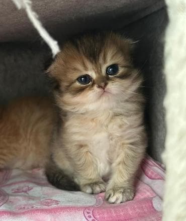 Pişiklər: Britan yastı qulaq, Erkək, Dişi — 1