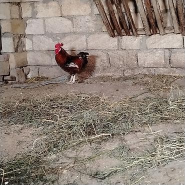 Xoruz, il: 3, Ünvandan götürmə — 3