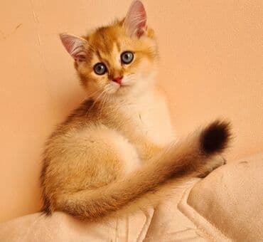 şotlan pişik: Şotland yastı qulaq, Erkək, Dişi, Yaxşı əllərə, Ünvandan götürmə, Pulsuz çatdırılma, Ödənişli çatdırılma — 63