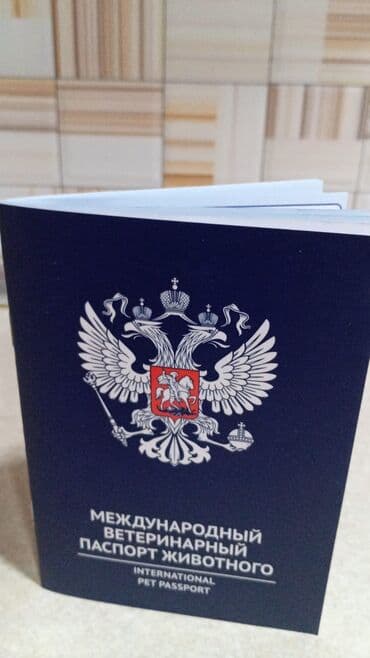 it qiz sekilleri: Doberman, Dişi, Peyvəndli — 6