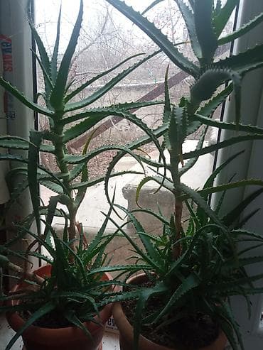 Aloe vera (sukulent) otaq bitkisi - Növlər: klassik aloe (şirəli