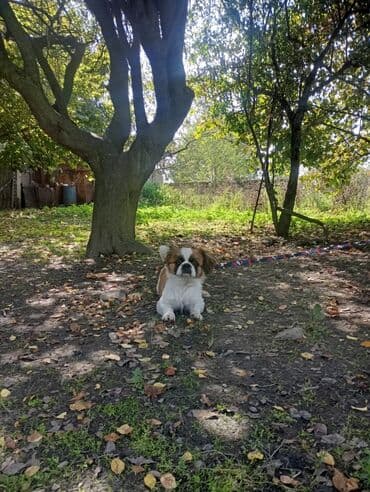 маленькие собаки в баку: Пекинес — 2