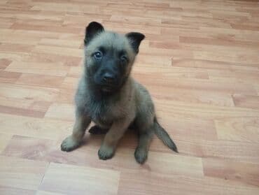 şirin itler: Belçika çoban iti — 2