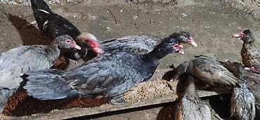 yırtıcı quş: LAL ÖRDƏK - Növ: Lal ördək, amerikan sortu (Muscovy ducks). - — 5