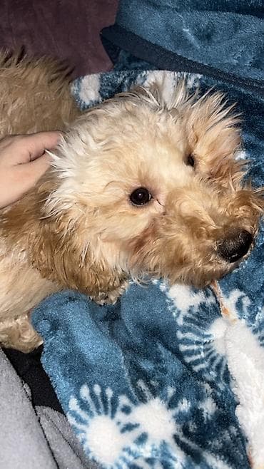 afcarka balası: Pudel, 6 ay, Erkek, Peyvəndli — 3