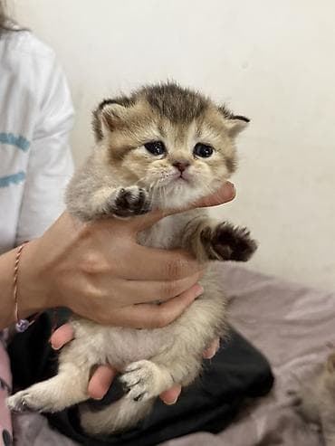 pişik sahiblendirilir: Şinşilla — 6