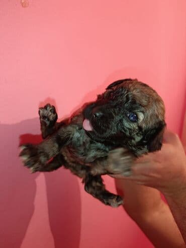 Gəmiricilər: Pudel balaları satılır. iki həftəlikdililər. 1 ay yarımında götürə — 4