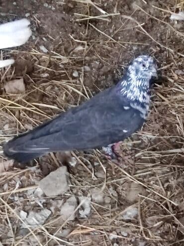 goyerçin: Məhsul: Göyərçin salam çil döş maya satilir, super bala verən sağlam — 4