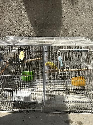 pit bul: Bülbül Kanarya quşları cütdülər erkəy oxuyur qızğın quşlardır kim — 8
